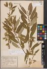 Foto von Salix fragilis L.